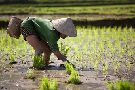 Рисовая плантация © beboy