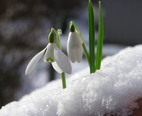 1 марта - первый день весны © Anette-Linnea-Rasmussen