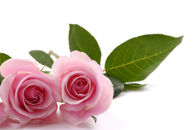 Розовая роза © Apollofoto