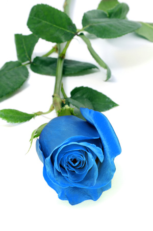 синие розы © nito