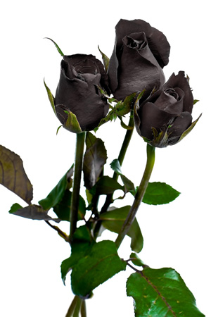 Чёрные розы © Nixx-Photography