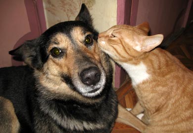Кошка и собака: Симон и Багги