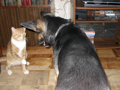 Кошка и собака: Симон и Багги