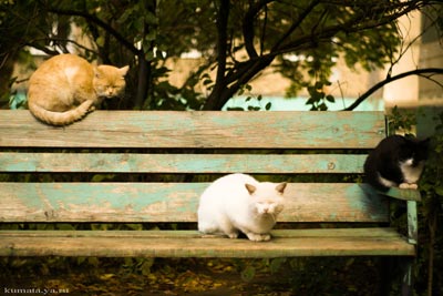 Коты на скамейке