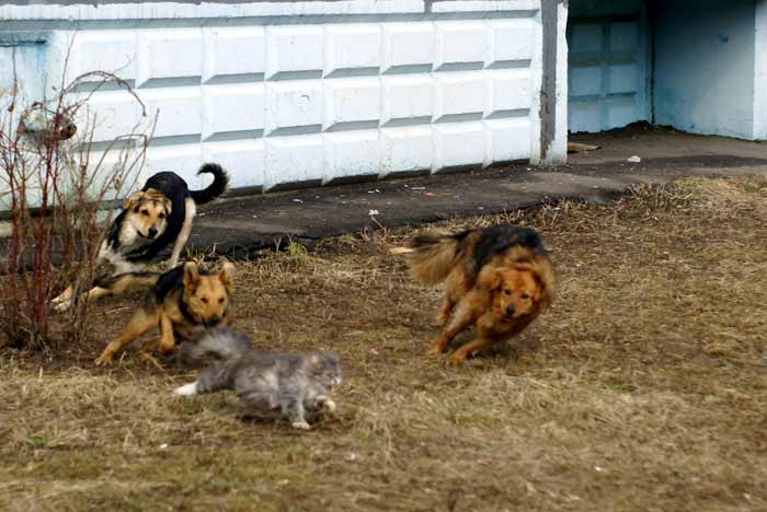 Кот и собаки: погоня