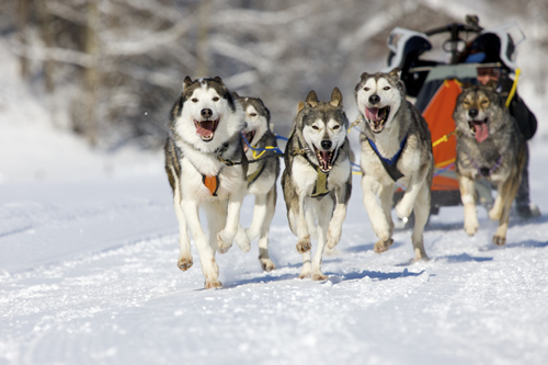Новый год в Финляндии в собачей упряжке © Sirko-Hartmann