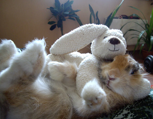 Милый кролик © Светлана Островская
