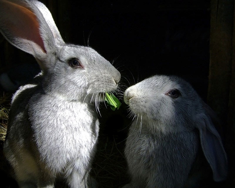 Зайка целует. Зайчики. Два кролика. Зайчики целуются. Поцелуй кроликов.