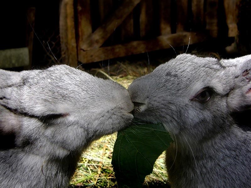 Зайка целует. Поцелуй кроликов. Кролик целует. Зайчики целуются. Кролики целуются.