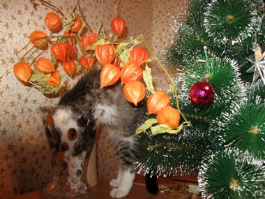 кот Тимка и елка Новый год
